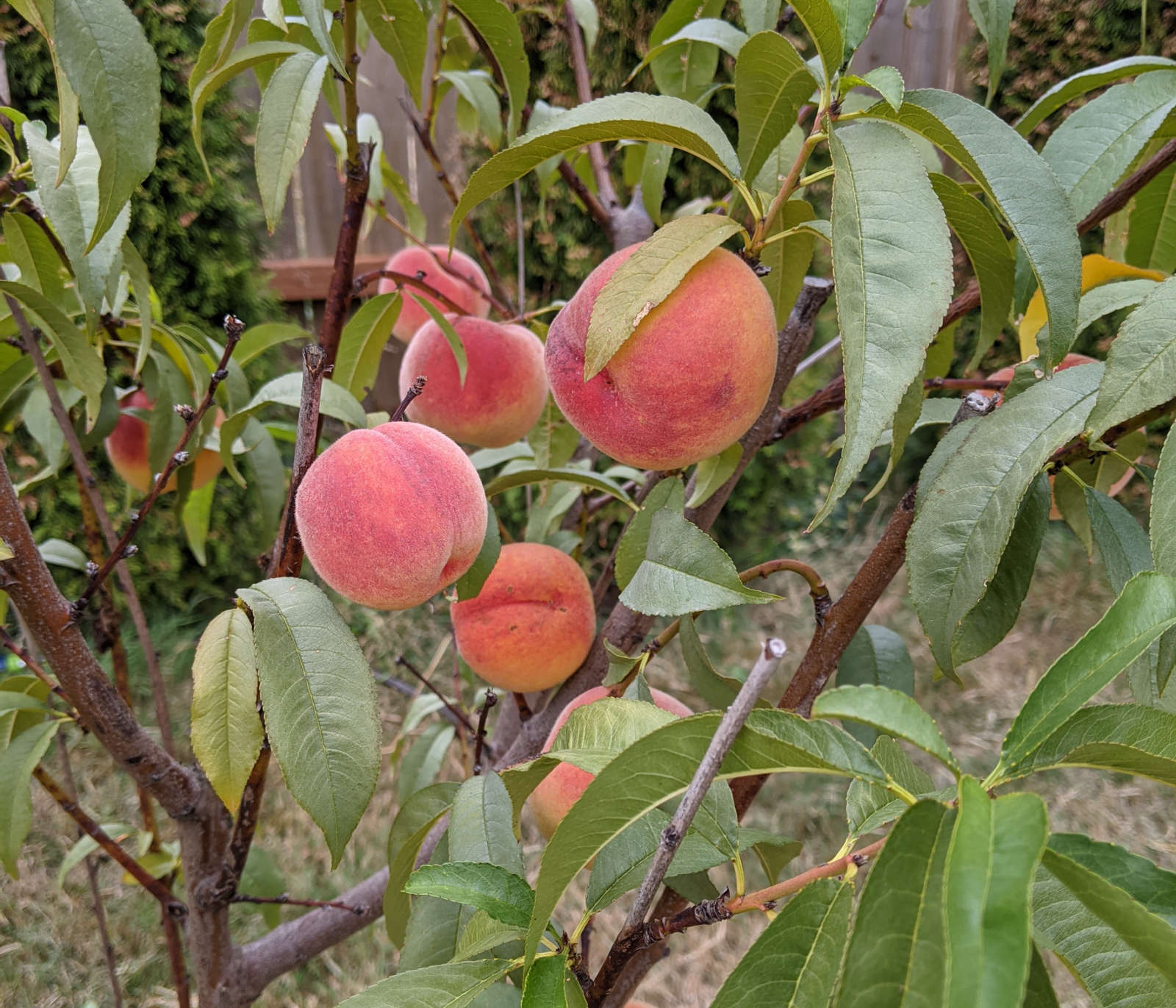 Peaches