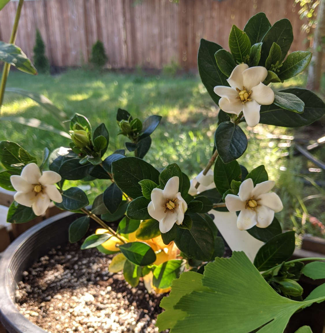 Gardenia