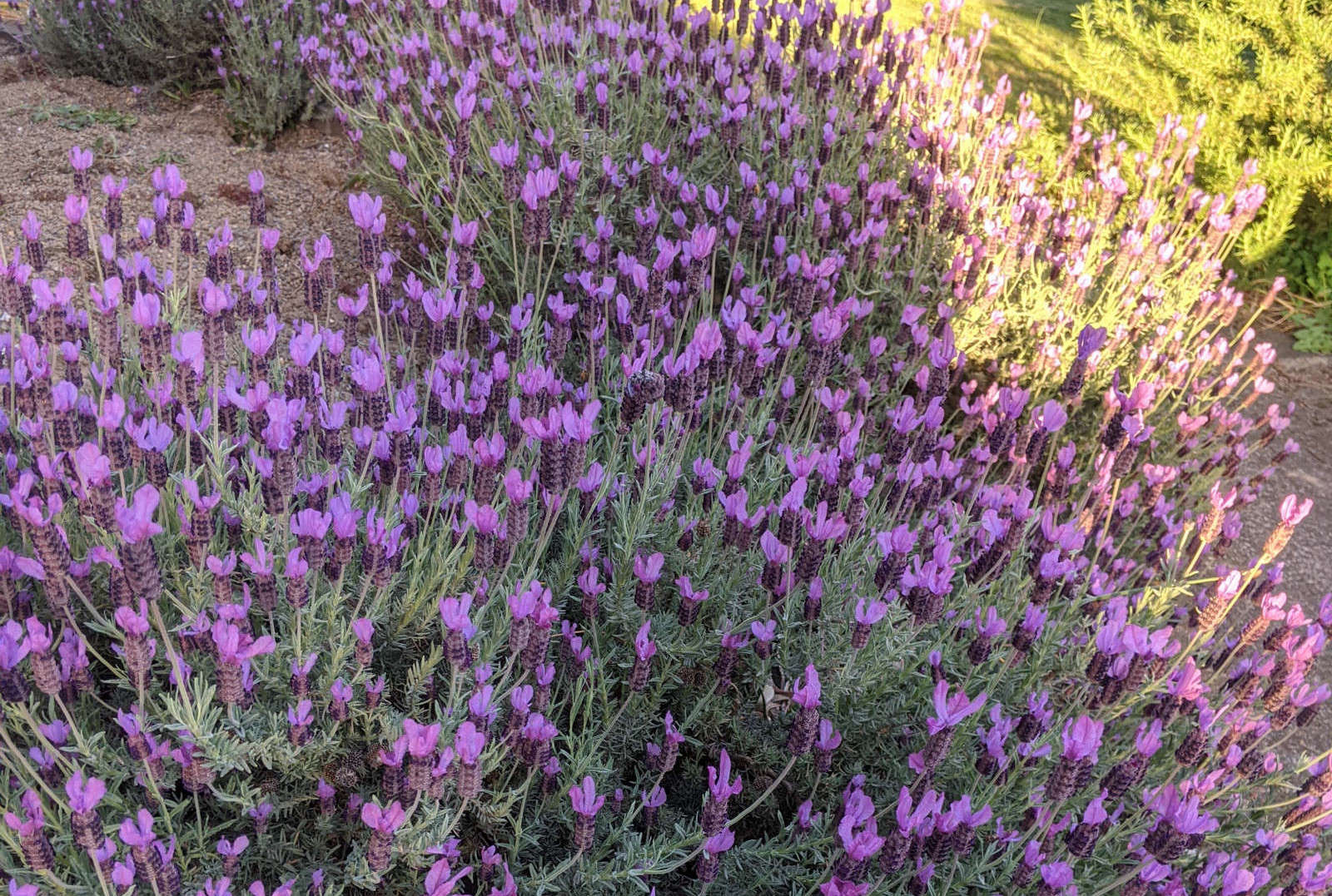 Lavender