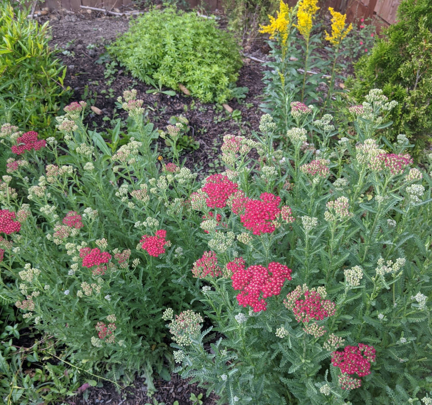 Yarrow