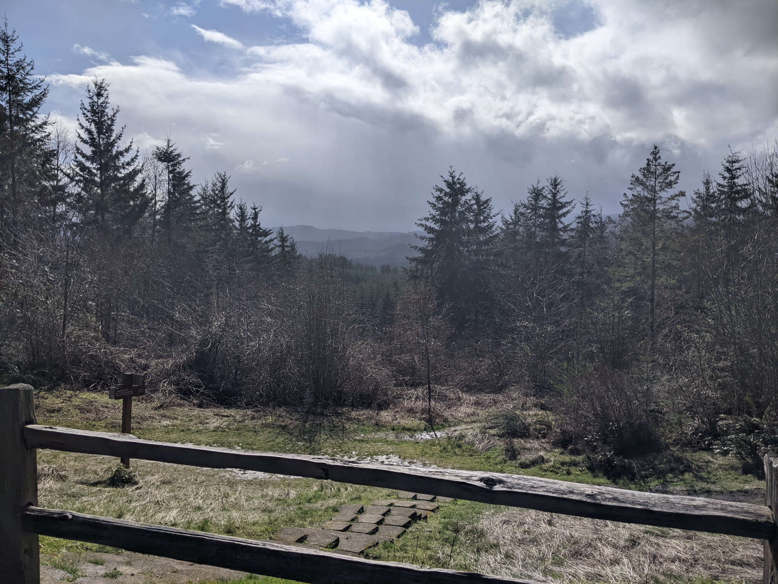 Forest
