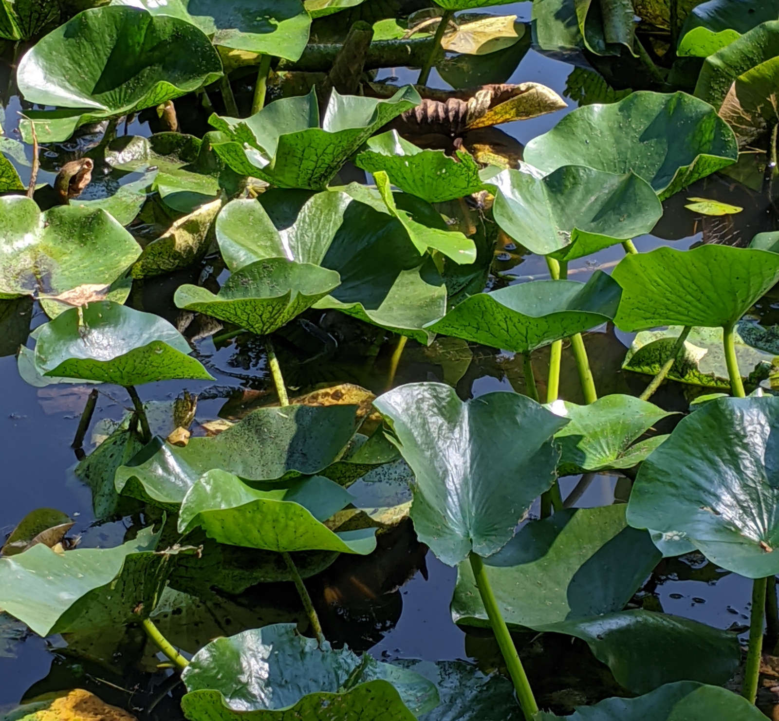 /posts/2021-08-lilypads.jpg