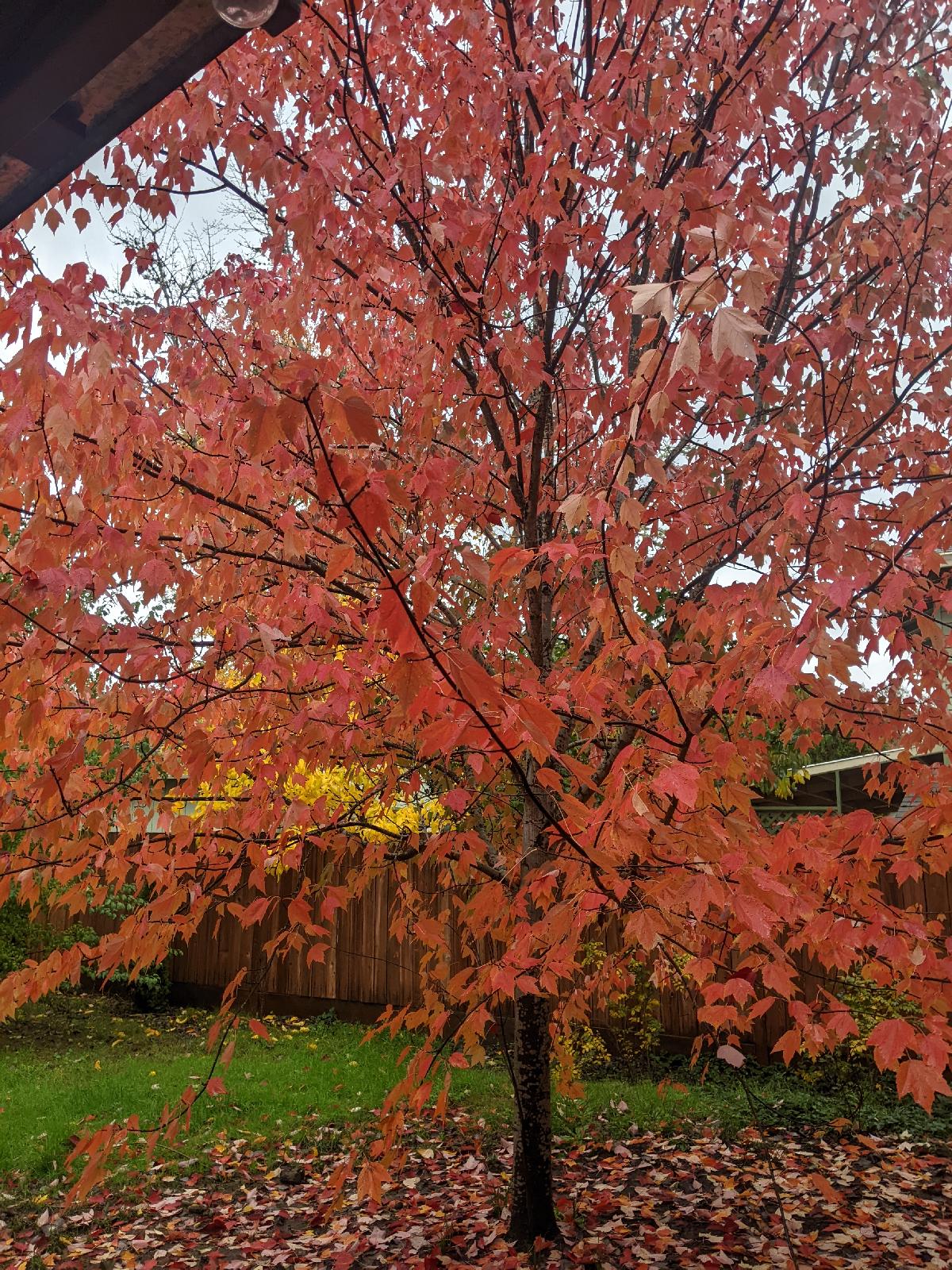 /posts/2023-12-13-red-maple.jpg